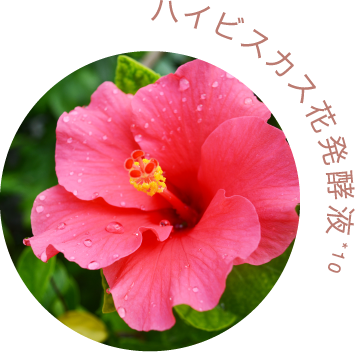 ハイビスカス花発酵液*7