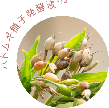 ハトムギ種子発酵液*9