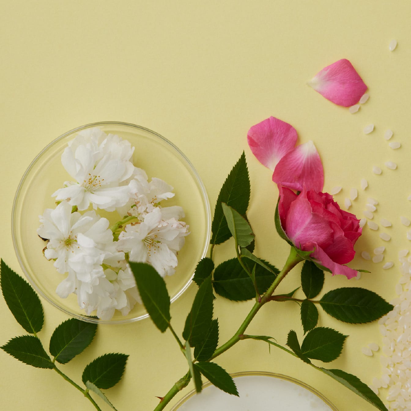 乳酸菌との相性がよい白桃花エキス配合。バラの花びらエキスは“ベビーコラーゲン”とも呼ばれ、ハリをサポート。のイメージ画像